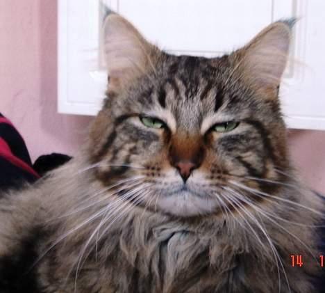 Maine Coon Ditocas Aros billede 11