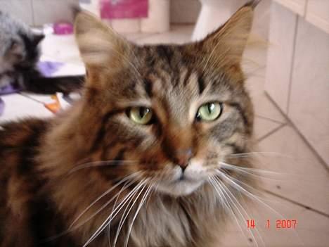 Maine Coon Ditocas Aros billede 12