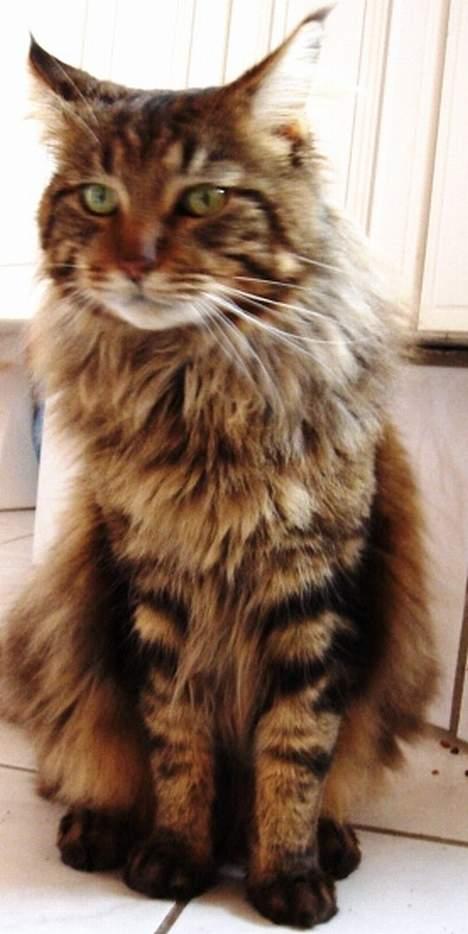 Maine Coon Ditocas Aros billede 14