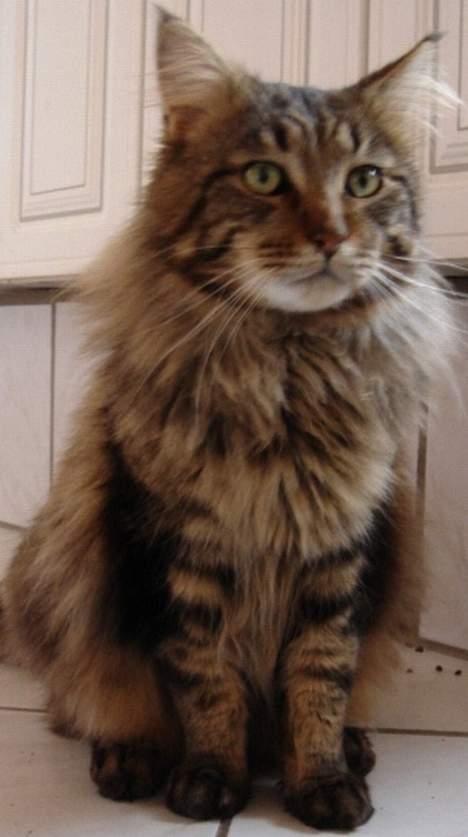 Maine Coon Ditocas Aros billede 15