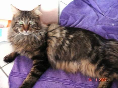 Maine Coon Ditocas Aros billede 16