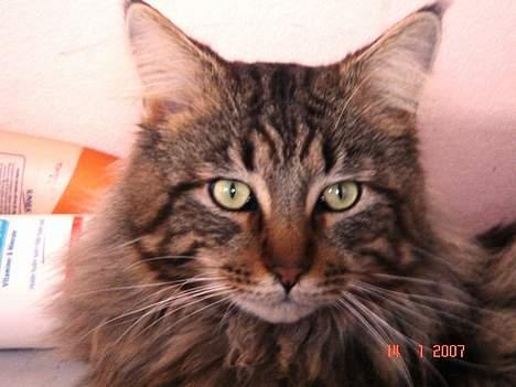 Maine Coon Ditocas Aros billede 17