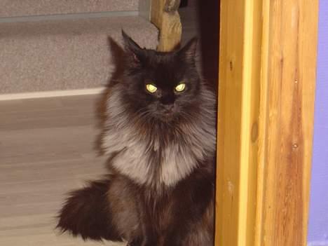 Maine Coon Alabama billede 1