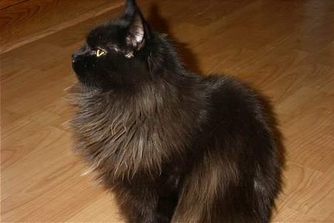 Maine Coon Alabama billede 2