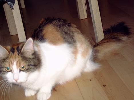 Blanding af racer Mille billede 6