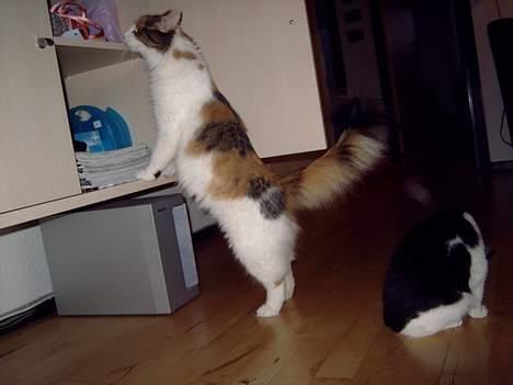 Blanding af racer Mille billede 9