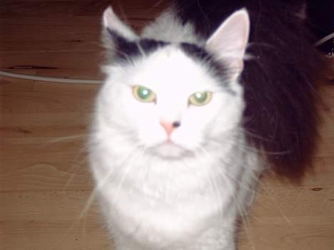 Norsk Skovkat Malle - " Er jeg ikke bare dejlig " billede 6