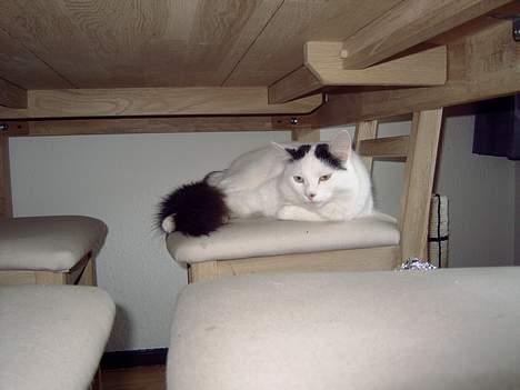 Norsk Skovkat Malle billede 8