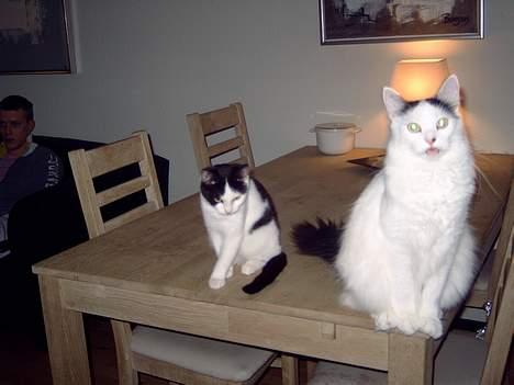 Norsk Skovkat Malle billede 9