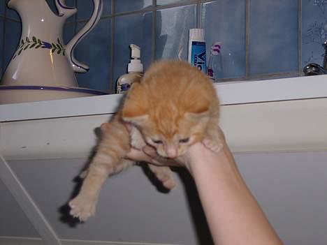 Huskat Nitro - Wee flyver! Her er jeg 3 uger gammel billede 1