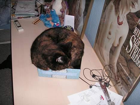 Huskat Gaia - Næh- en kasse! billede 13