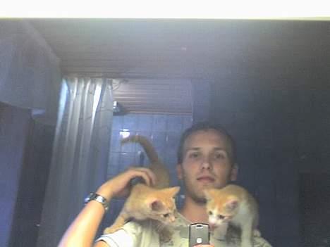 Huskat Nitro - Hvad er det du har der far?! Mig til venstre og Nano til højre. Her er vi 9 uger gamle. billede 2