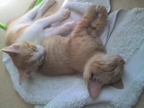 Huskat Nitro - Første dag hjemme ved far og mor. Vi var lidt trætte efter turen. Her er vi 11 uger gamle. billede 3