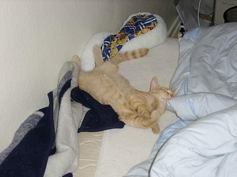 Huskat Nitro - Uhhh hvor ligger jeg godt...! Hele sengen for mig selv. Her er jeg 3 måneder gammel. billede 6