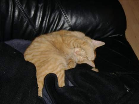 Huskat Nitro - Nej far, slukker du ikke lige lyset igen?! Her er jeg 6 måneder gammel. billede 9