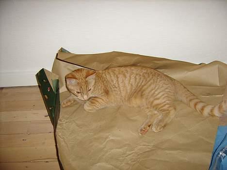 Huskat Nitro - Må jeg godt blive pakket ind far? Hva´ må jeg? Hva´ hva´?! Her er jeg 7½ måned gammel. billede 10