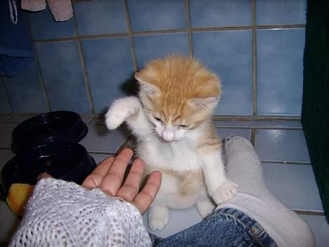 Huskat Nano - Skal vi lege mor? Her er jeg 5 uger gammel. billede 1