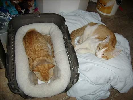 Huskat Nano - Her er søster og jeg lige kommer hjem fra dyrlægen. Puha den bedøvelse slog hårdt! Her er vi 4 måneder gamle. billede 2