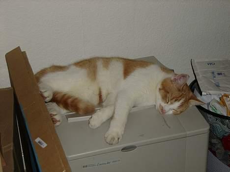 Huskat Nano - Jamen far jeg ved ikke hvad "Laserprinter" betyder, men jeg ligger helt vildt godt! Her er jeg 5½ måned gammel. billede 3