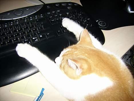 Huskat Nano - Jeg sad lige og hjalp mor ved computeren, og så faldt jeg i søvn... Her er jeg 5 måneder gammel. billede 4