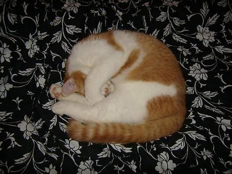 Huskat Nano - Sluk lyset far og stop med at tage billeder! Jeg sover! Her er jeg 6 måneder gammel. billede 6