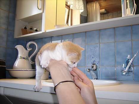 Huskat Nano - Wee jeg flyver! Her er jeg 3 uger gammel. billede 7