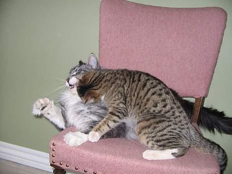 Maine Coon Zain Marquis Diavolo - Det her er pinligt, jeg bliver tævet af en tøs!!! billede 9