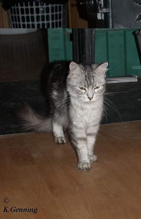 Maine Coon  Zain Marquis Silver Jade billede 7