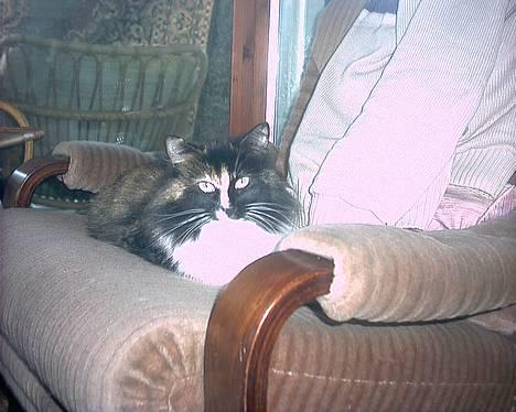 Norsk Skovkat Ronja *død* - mmm.... her ligger jeg godt <33 billede 1