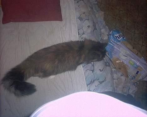 Norsk Skovkat Ronja *død* - dejlig kat på opdagelse billede 2