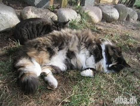 Norsk Skovkat Ronja *død* - en rulletur gør ingen skade billede 3