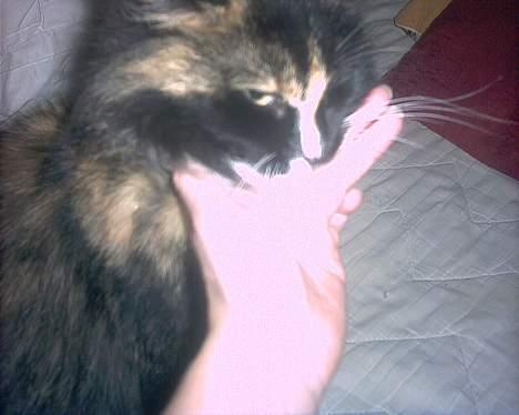 Norsk Skovkat Ronja *død* - er jeg ikke bare pæn? billede 4