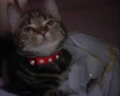 Blanding af racer bette mis *død* - her er jeg 4 mdr billede 1