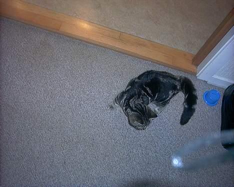 Blanding af racer bette mis *død* - 3 mdr billede 2