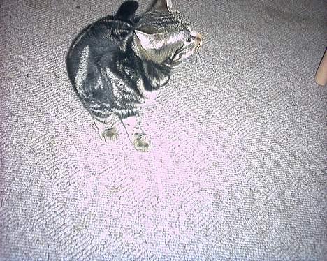 Blanding af racer bette mis *død* - 2 mdr billede 3