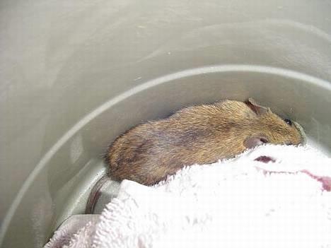 Blanding af racer Sylle    (Død...) billede 11