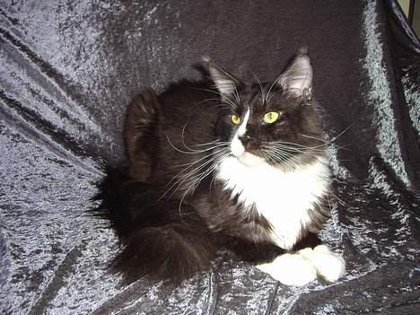 Maine Coon Løvehulen's Matador R.I.P billede 15