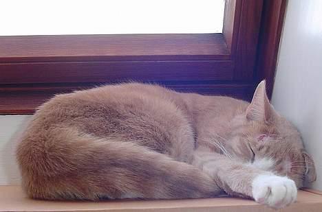 Blanding af racer Sylle    (Død...) billede 12