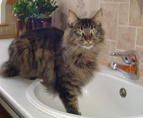 Blanding af racer Sylle    (Død...) billede 13