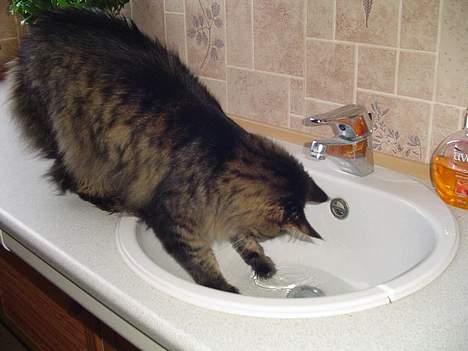 Blanding af racer Sylle    (Død...) billede 14