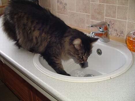 Blanding af racer Sylle    (Død...) billede 15