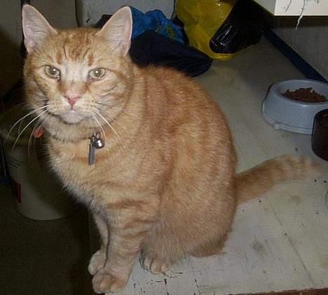 Huskat Oliver billede 1