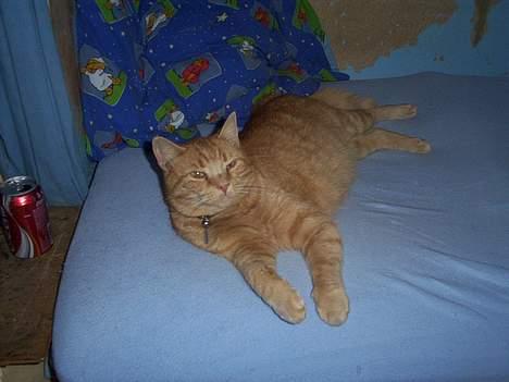 Huskat Oliver billede 2