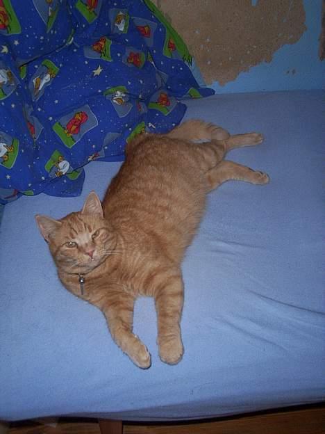 Huskat Oliver billede 3