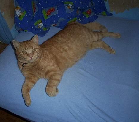 Huskat Oliver billede 4