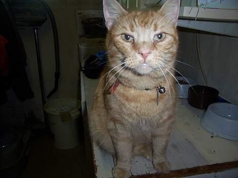 Huskat Oliver billede 5