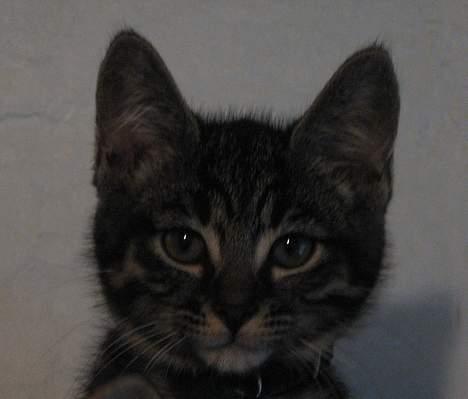 Huskat Findus - Det er så mig, som lille meget tæt på :D billede 1