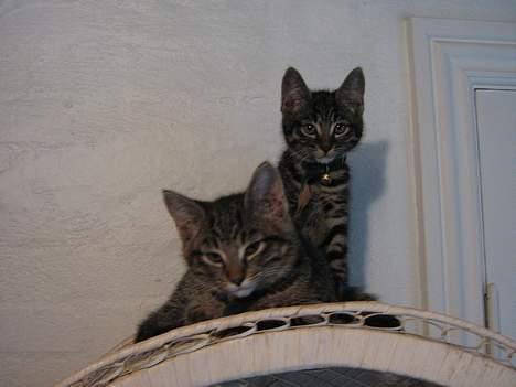 Huskat Findus - Det er så mig og min bror, som små XD billede 2