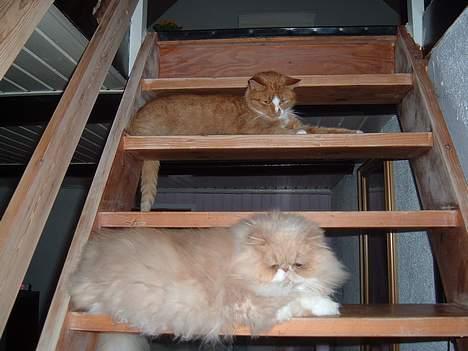 Perser William billede 11