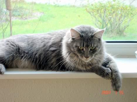 Maine Coon Anella  - Anella på hendes yndlingsplads.. vinduet billede 8